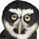 Illustration for article titled Heartbreaking photographs capture the facial expressions of animals